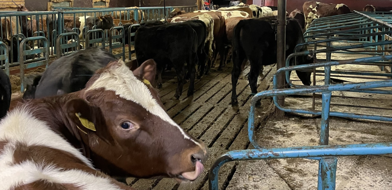 Besøk hos Torsrud gård, Tranby