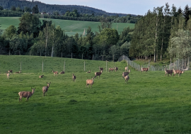 Besøk hos Brøholt Gård & Hjortefarm